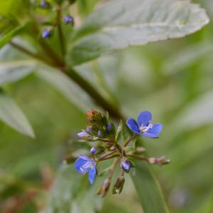 brooklime