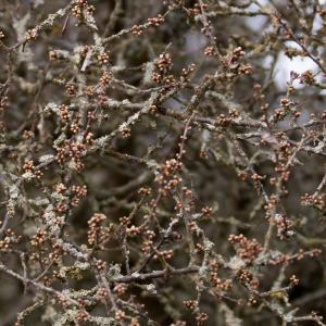 buds lichen