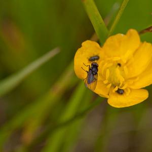 buttercup