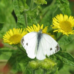butterfly10