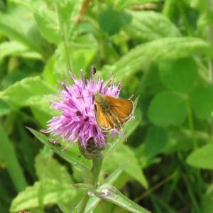 butterfly9