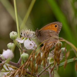 butterflyonbramble