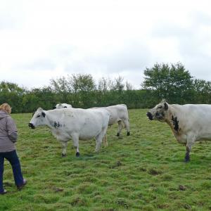cattle2