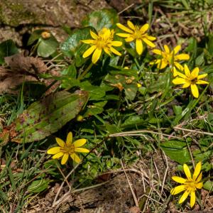celandines
