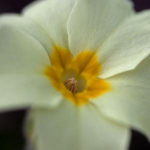 close up primrose