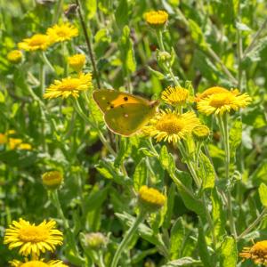 clouded yellow