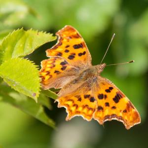 comma