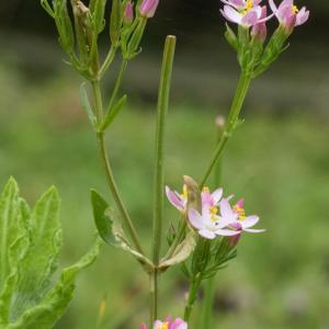common centaury5