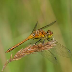 common darter
