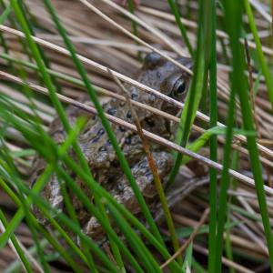 common frog