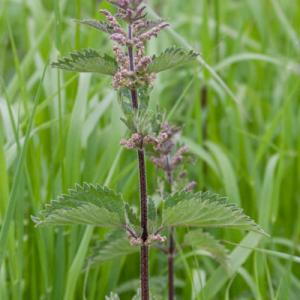 common nettle