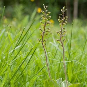 common twayblade2