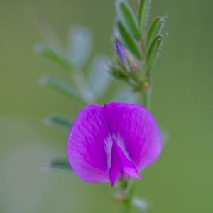 common vetch2