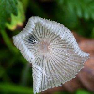 coprinopsis lagopus