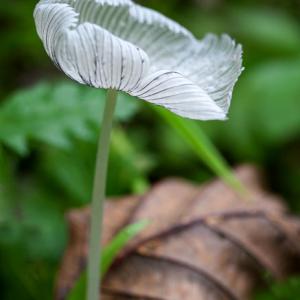 coprinopsis lagopus2
