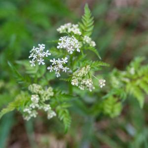 cow parsley