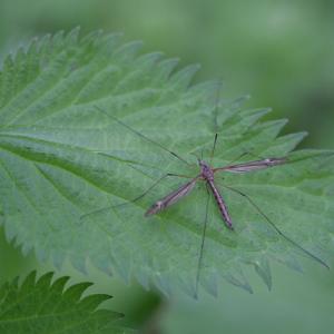 cranefly tilupa maxima female on nettle
