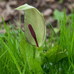 cuckoo pint1