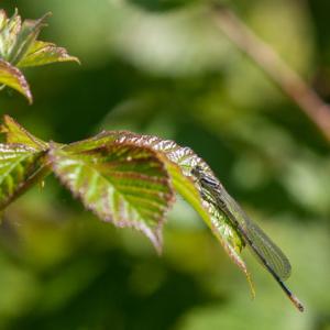 damsel2