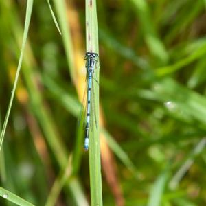 damselfly