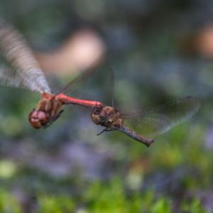 darters mating