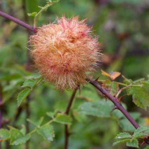diplolepsis rosae gall