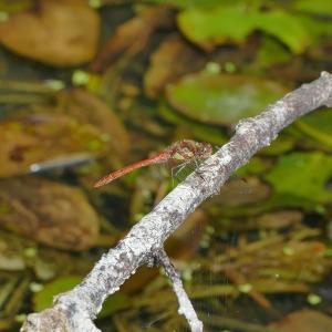 dragonfly7