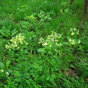 false oxlips with their parents