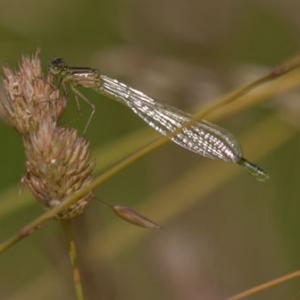 female common blue damselfly