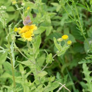 female common blue on fleabane