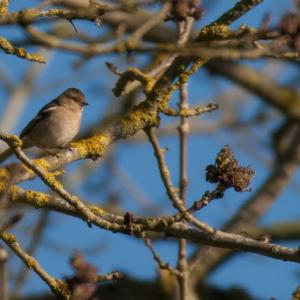 female greenfinch