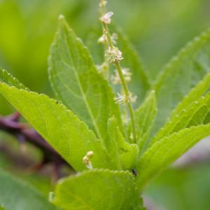 fly and dogs mercury flower