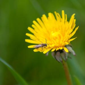fly on dandelion