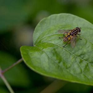 fly on leaf3