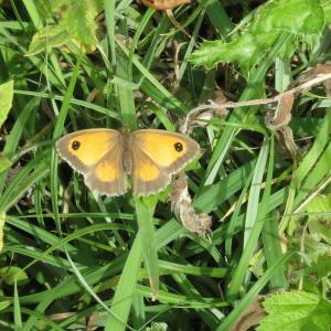 gatekeeper