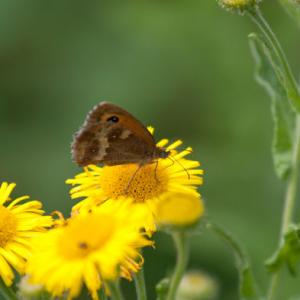 gatekeeper2