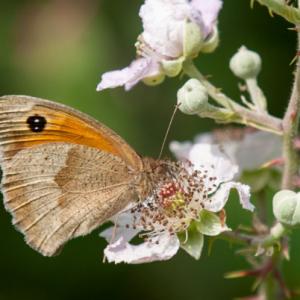 gatekeeper3