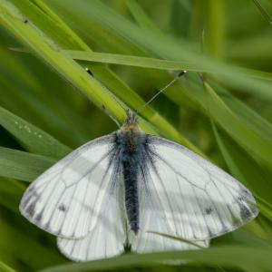 green veined white