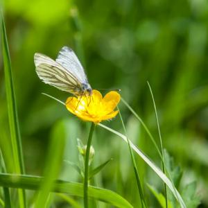 green veined white2