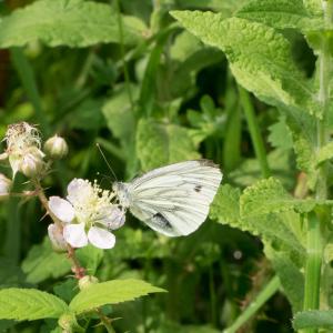 green veined white3