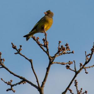 greenfinch