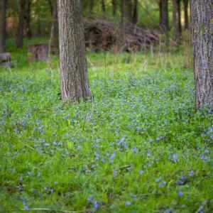 ground ivy carpet