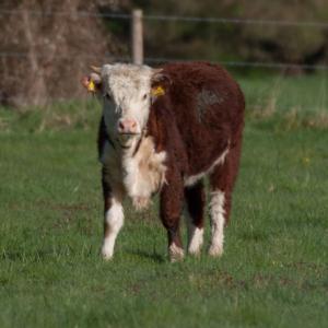 hereford heifer