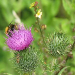 hoverfly and bee