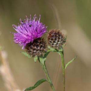 knapweed