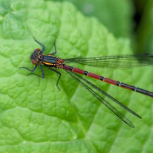 large red damselfly