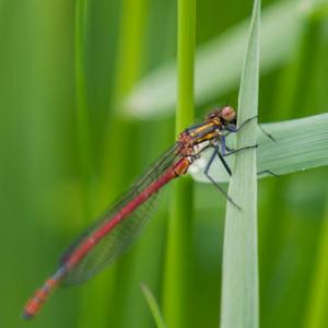 large red damselfly3