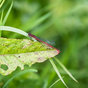 large red damselfly4