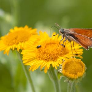 large skipper on common fleabane
