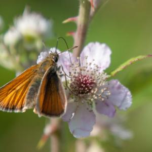 large skipper